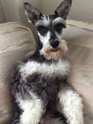JACKIS DESPUES DE SU BAÑO,ACTUALEMNTE ESTA SIN LAS BARBAS DE PELO EN EL CUERPO JACKIS DESPUES DE SU BAÑO,ACTUALEMNTE ESTA SIN LAS BARBAS DE PELO EN EL CUERPO